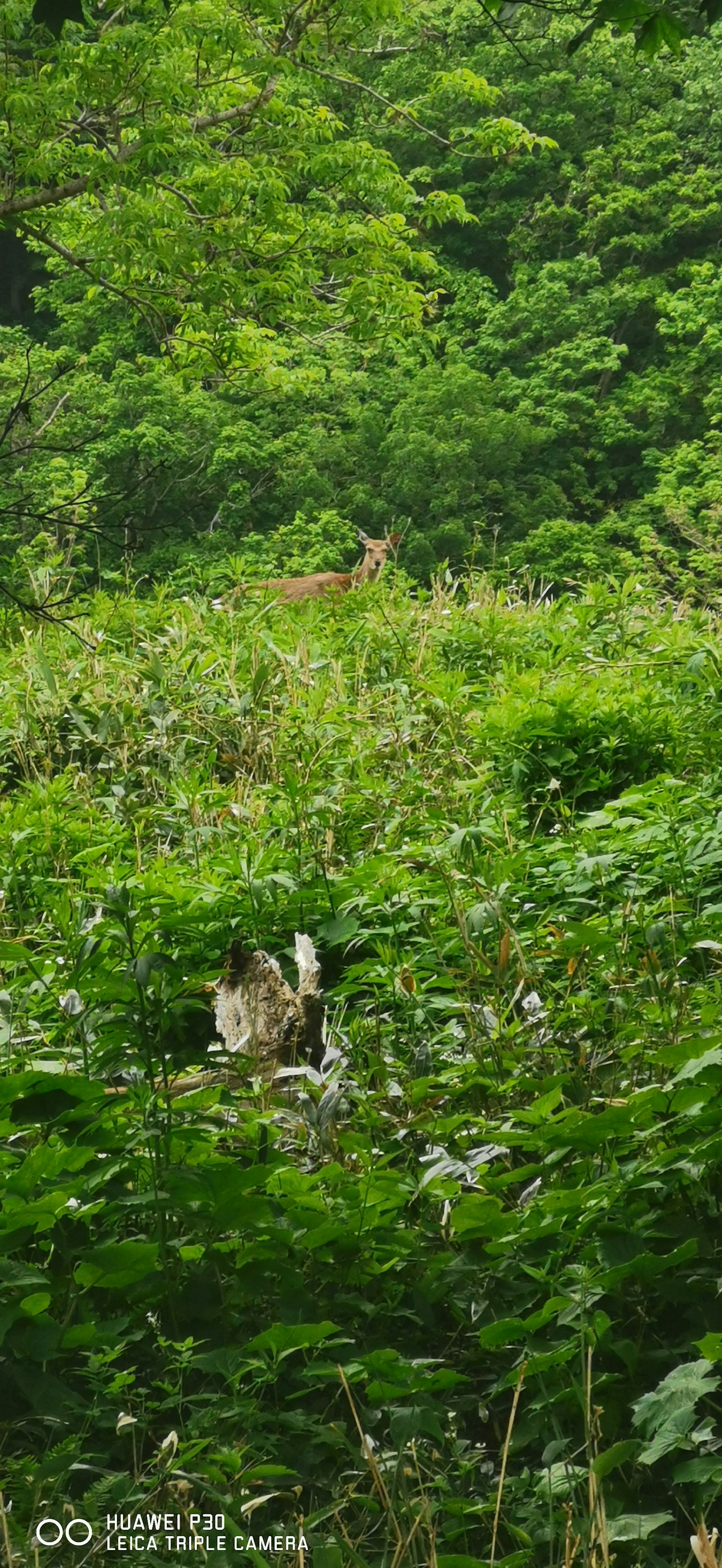 Ein Reh, das teilweise im üppigen grünen Laub versteckt ist