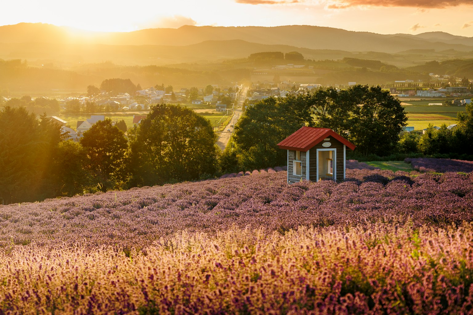 Champ de lavande magnifique avec un petit abri au coucher du soleil
