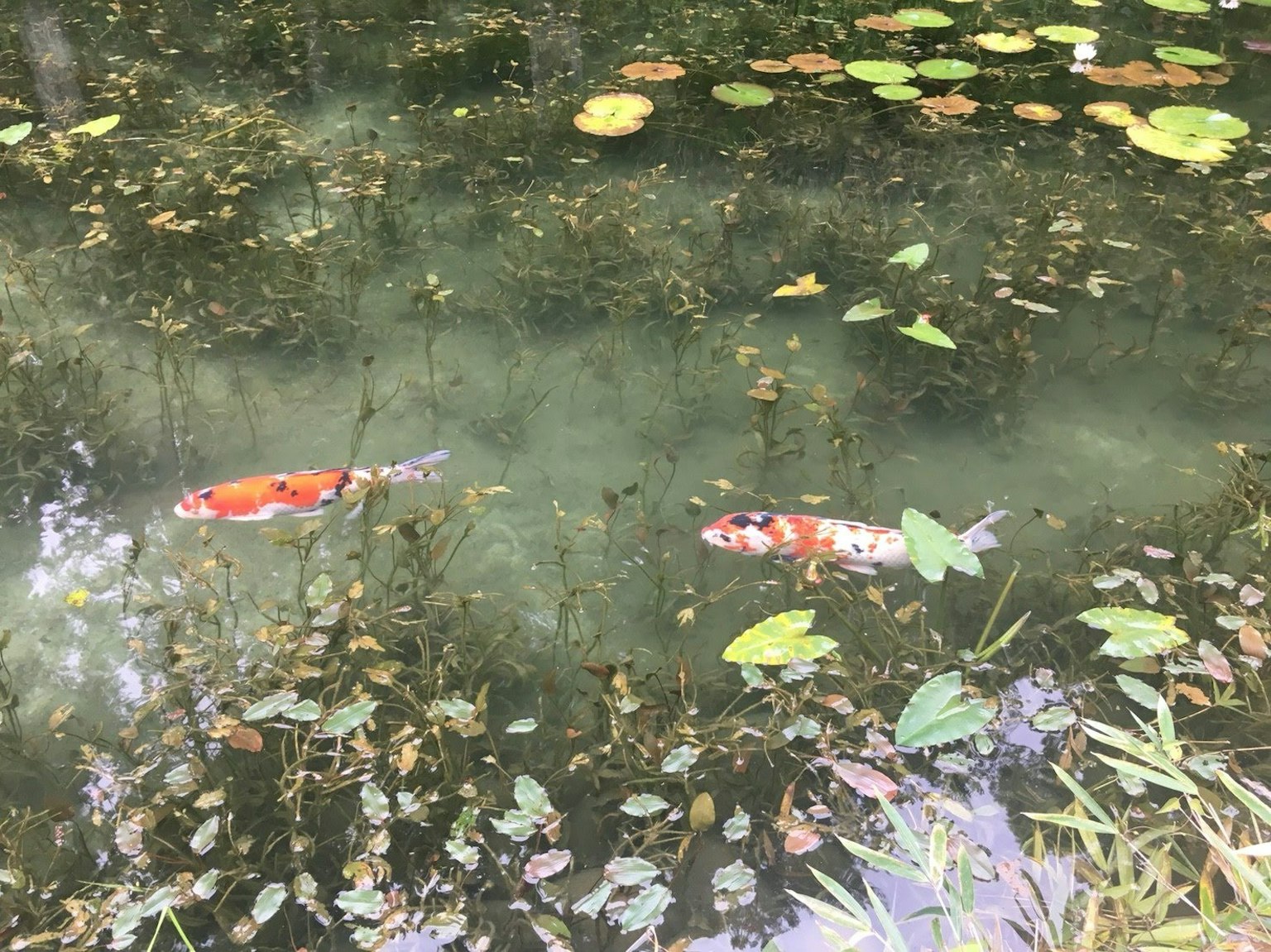 Peces koi nadando en un estanque rodeado de nenúfares y plantas acuáticas