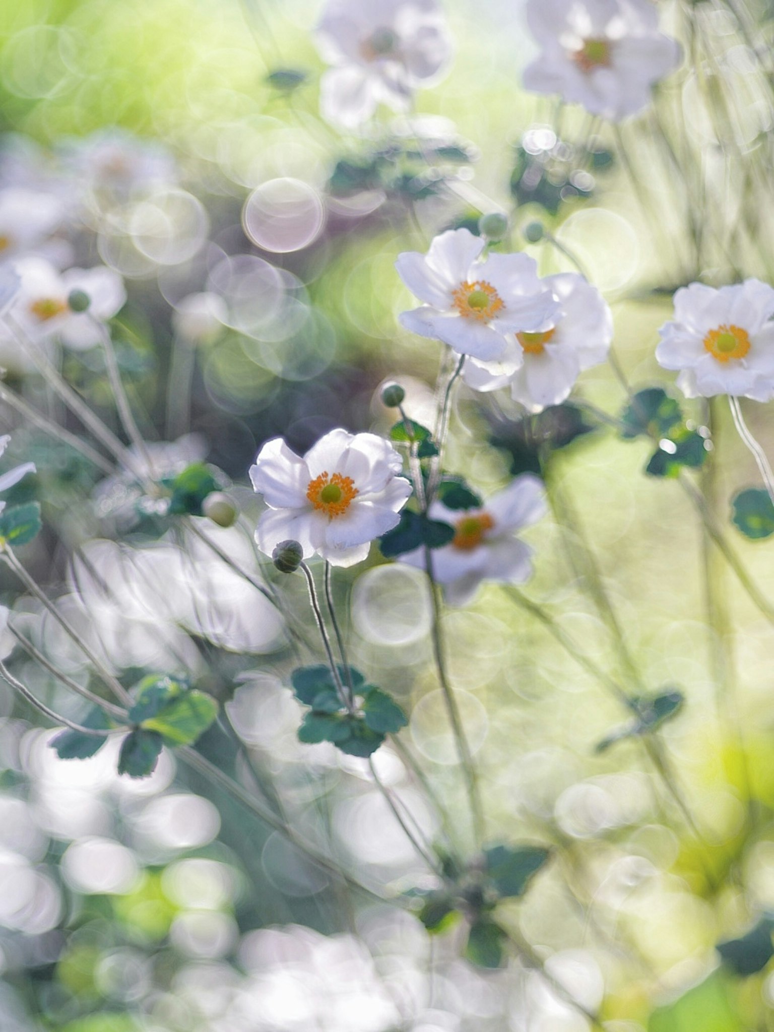 Delicate white flowers with yellow centers surrounded by soft green foliage