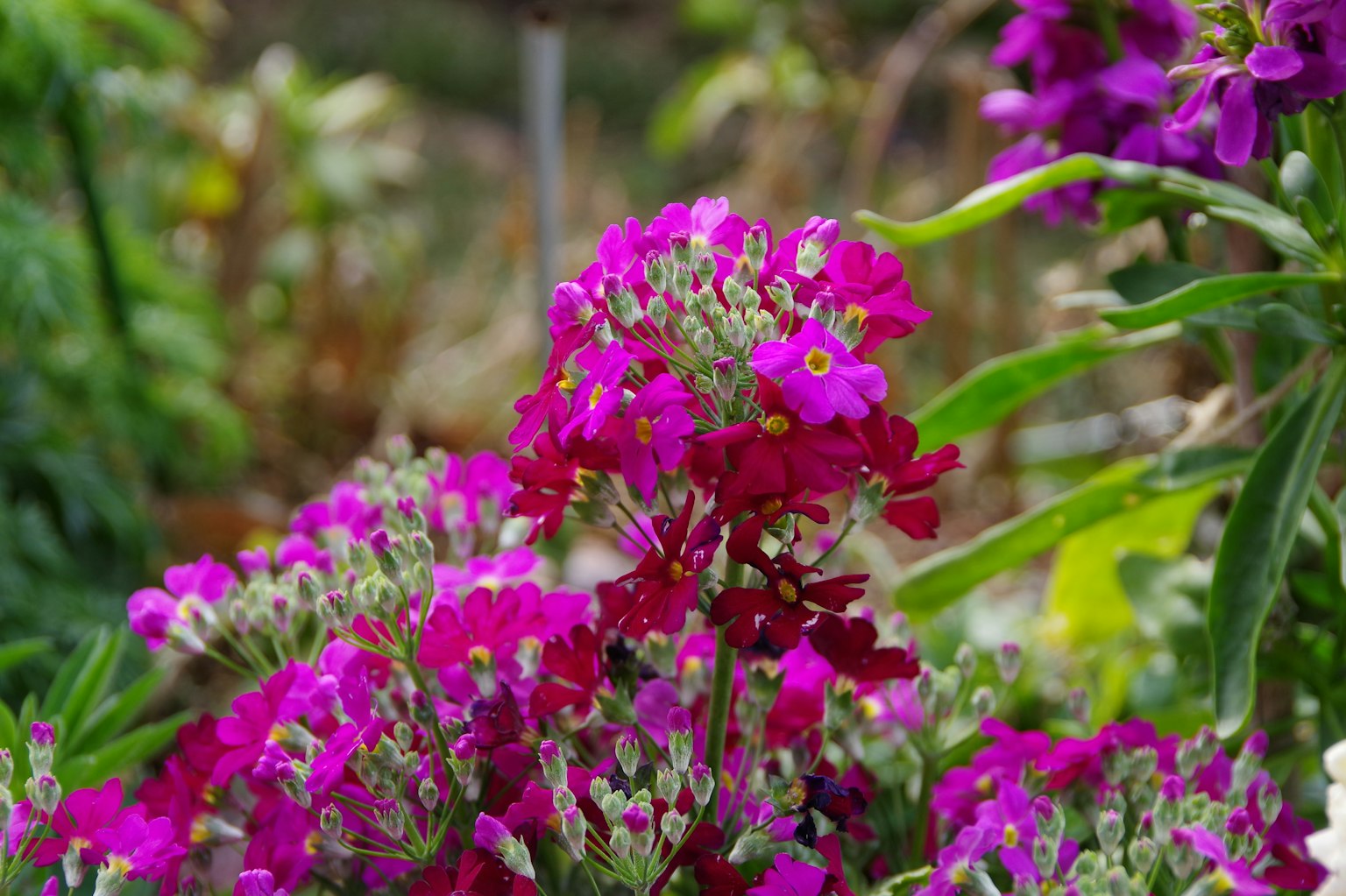 Fiori viola vibranti che fioriscono in un giardino