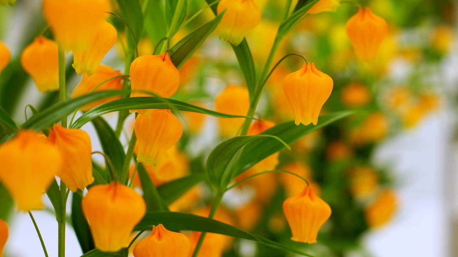 Close-up of vibrant yellow flowers on a plant