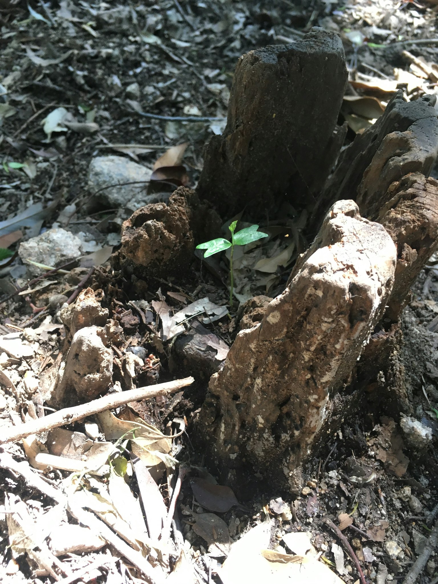 樹樁上長出小綠葉的森林場景