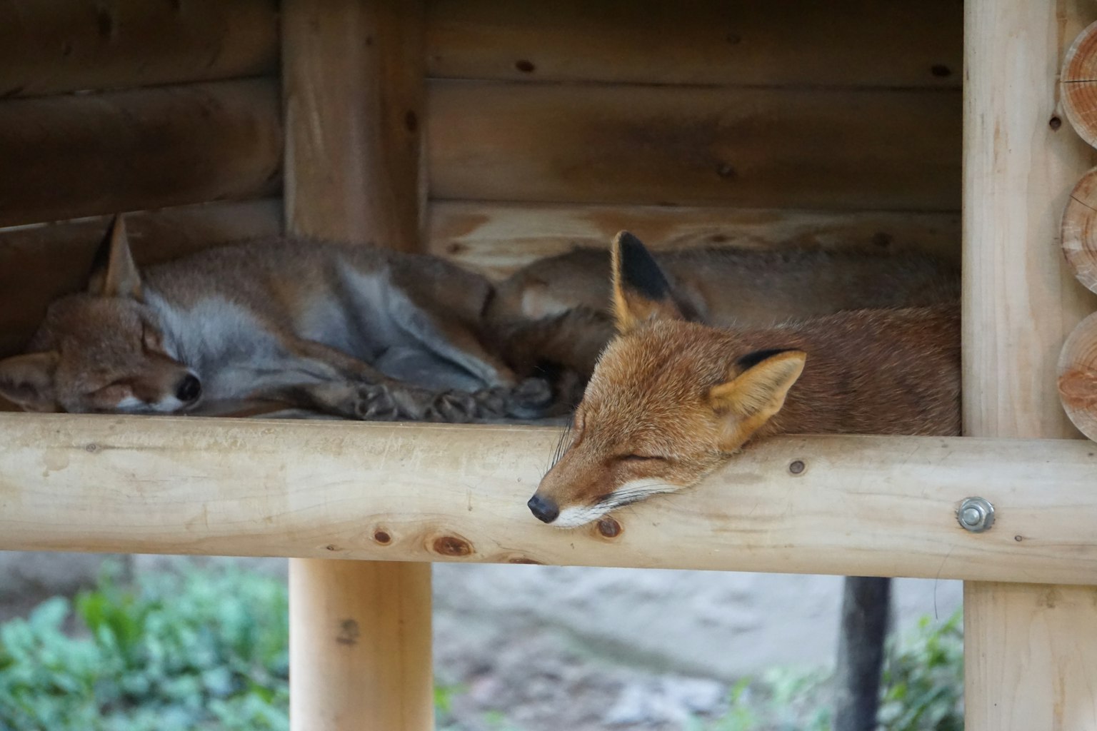 Due cani che dormono e una volpe che riposa in una struttura di legno