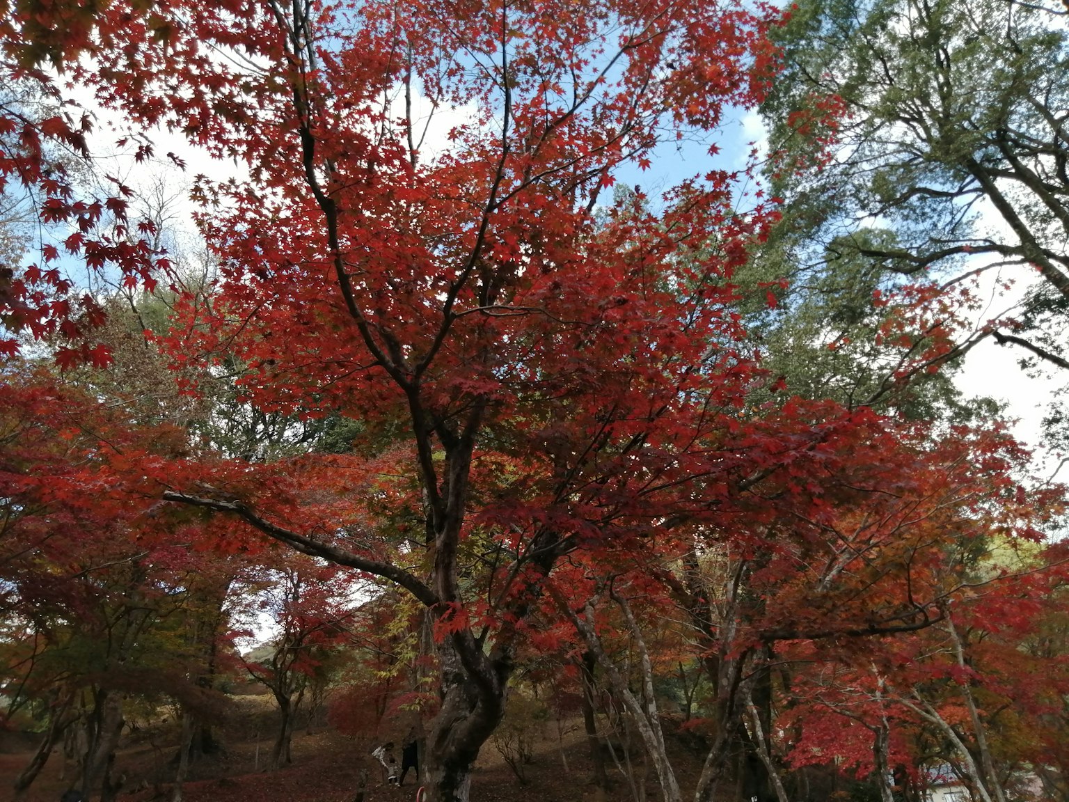 秋季風景，樹木展現出鮮豔的紅葉
