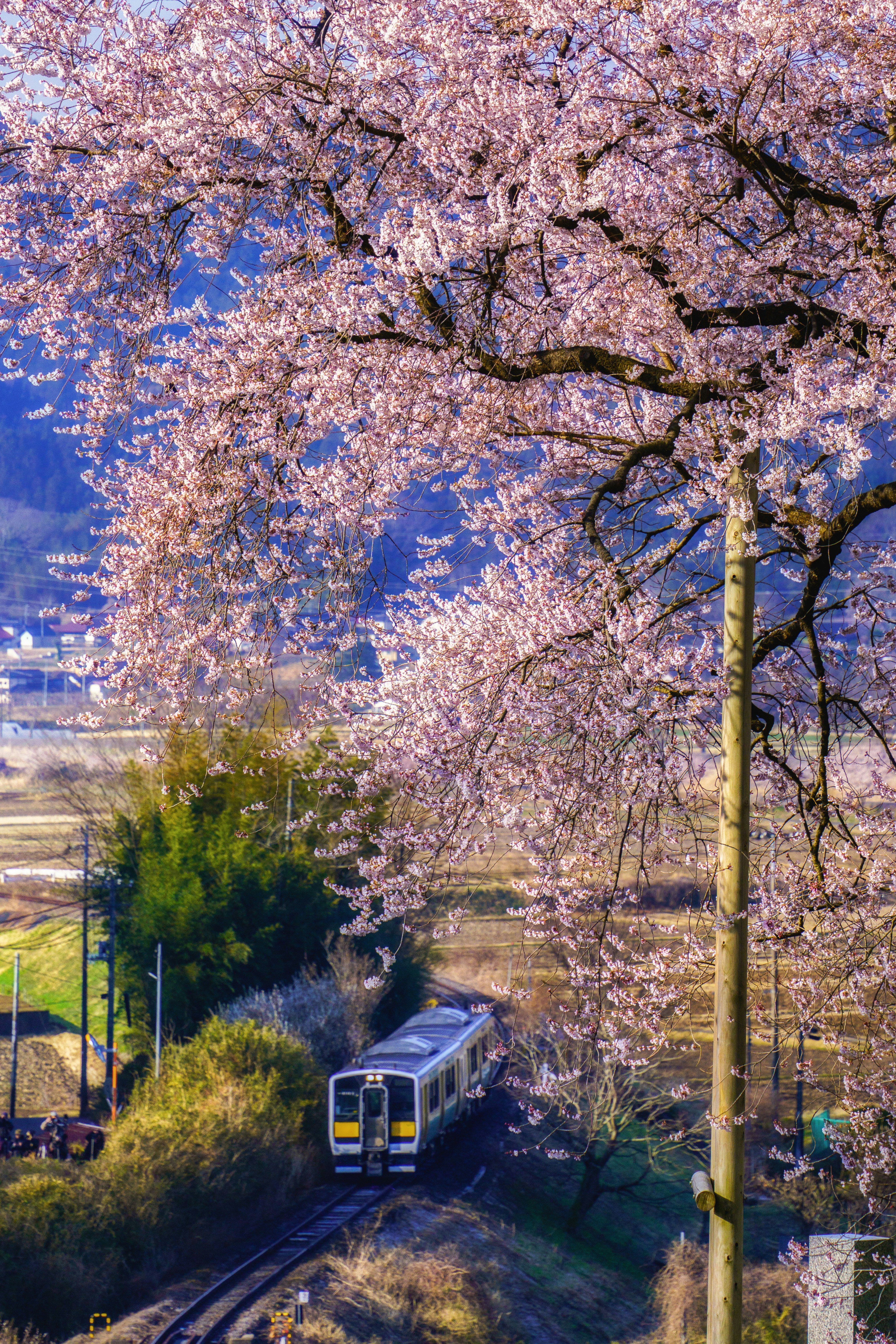 桜並木の下を走る水郡線の電車