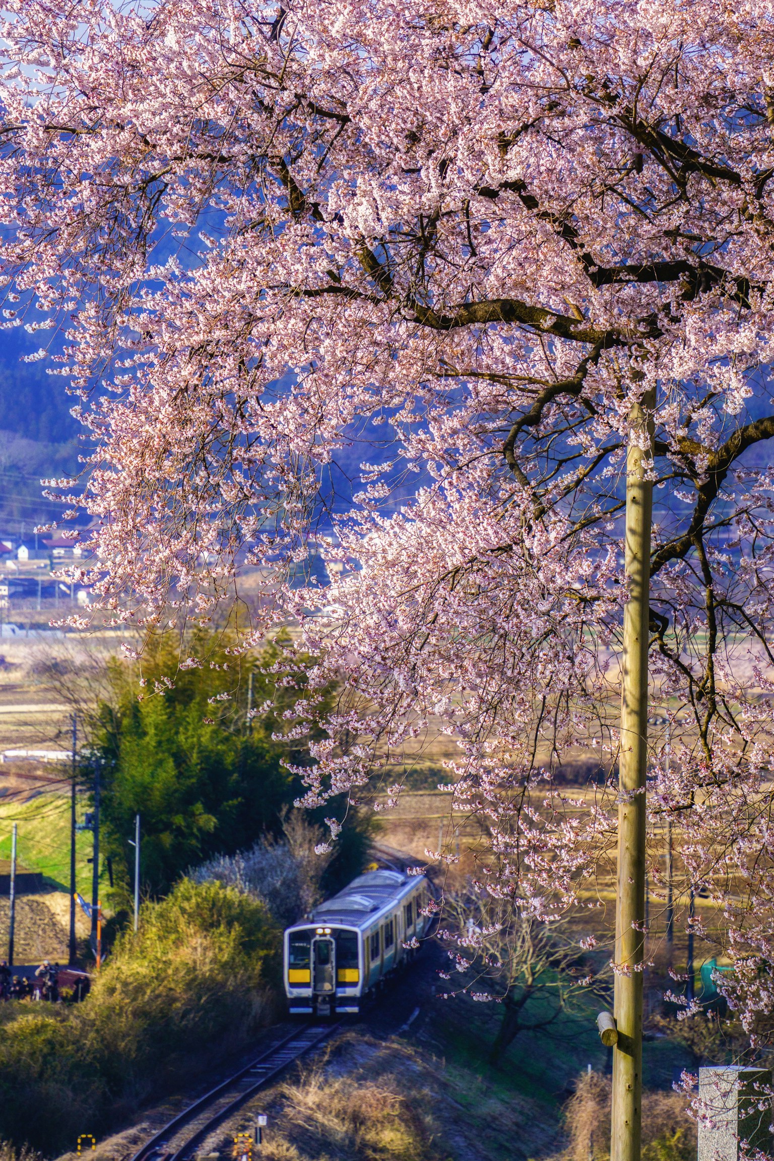 樱花树与火车轨道的风景