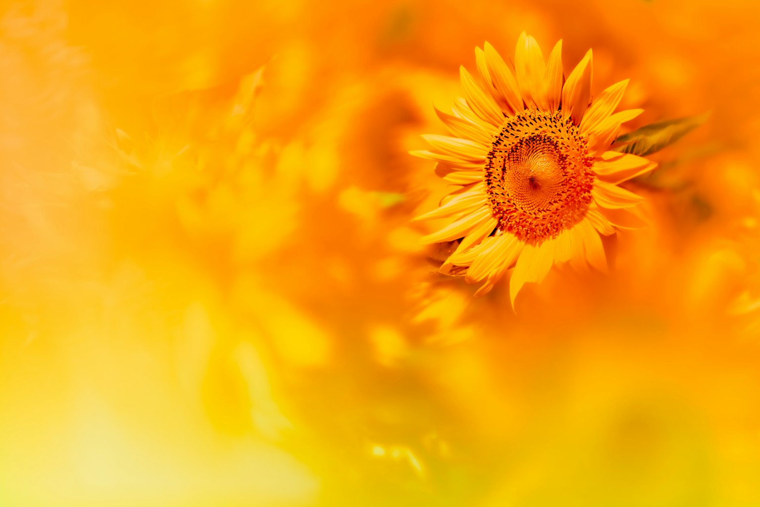 Cận cảnh hoa hướng dương trên nền cam rực rỡ