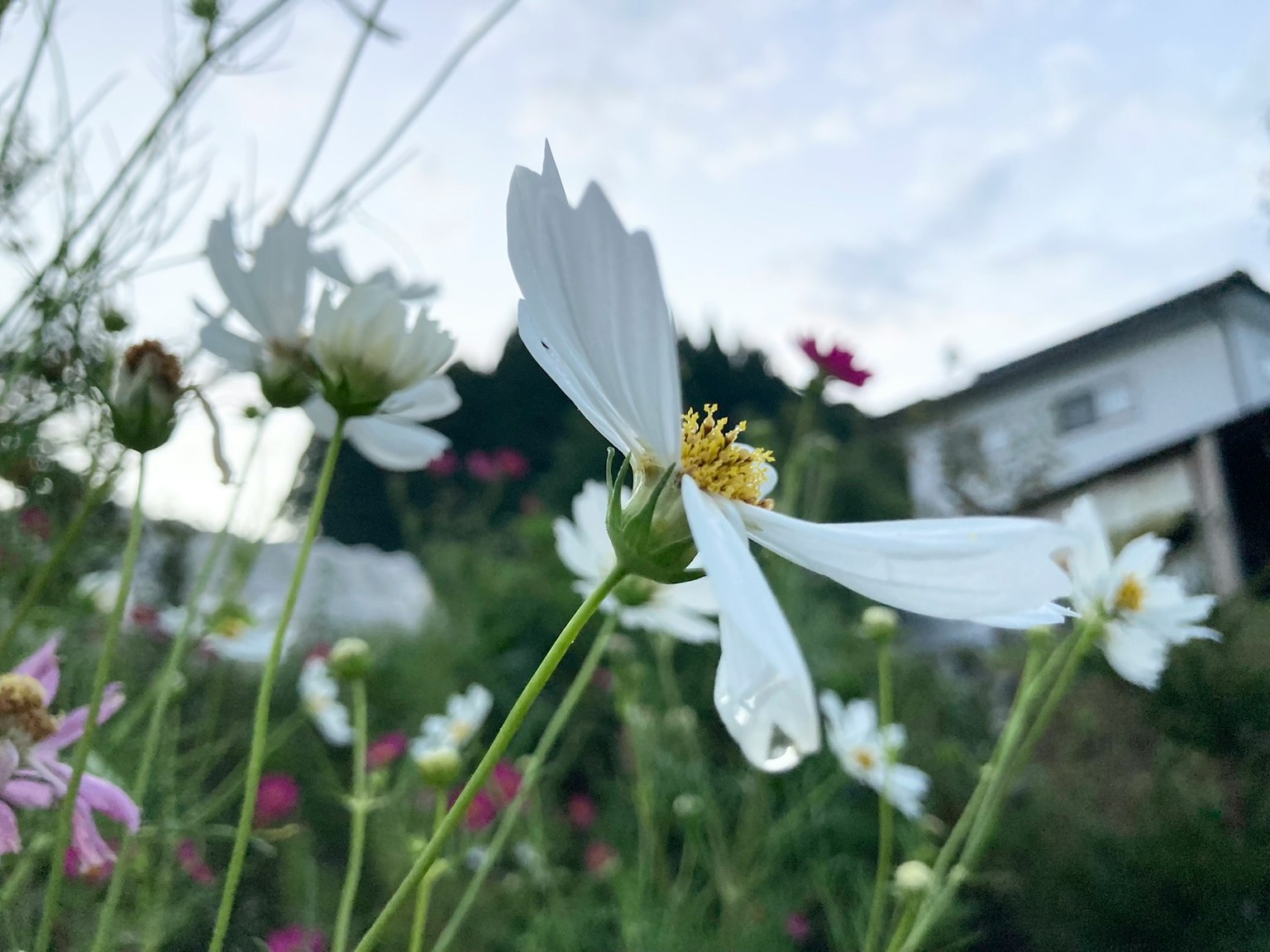 Weiße Blume blüht unter einem blauen Himmel