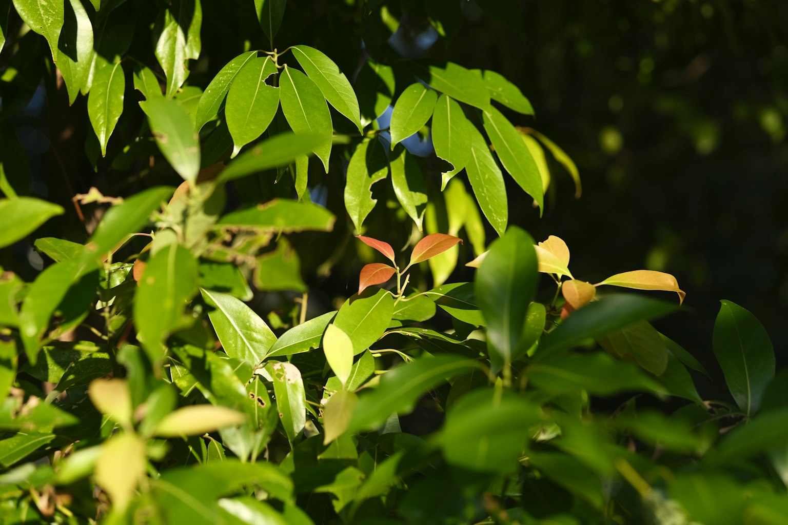 Primer plano de ramas de árbol con hojas verdes exuberantes que muestran nuevo crecimiento y sombras contrastantes
