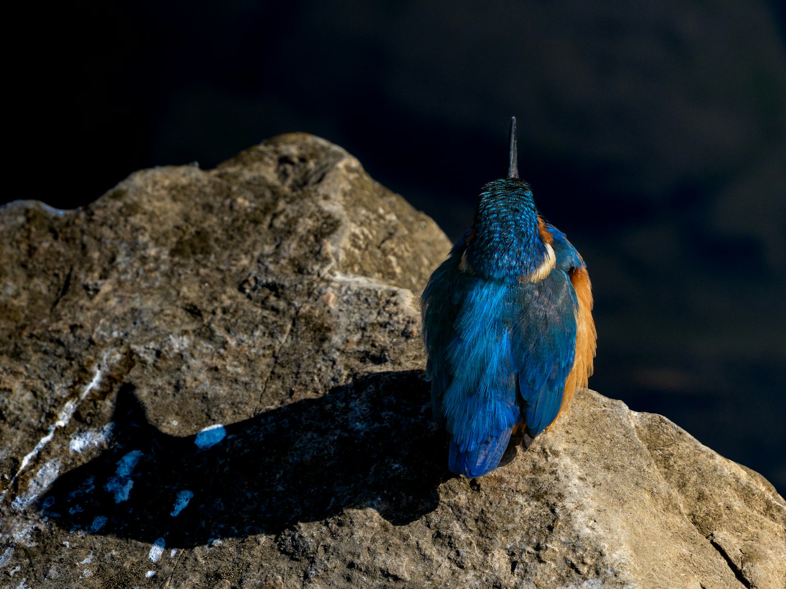 Un uccello con piume blu posato su una roccia