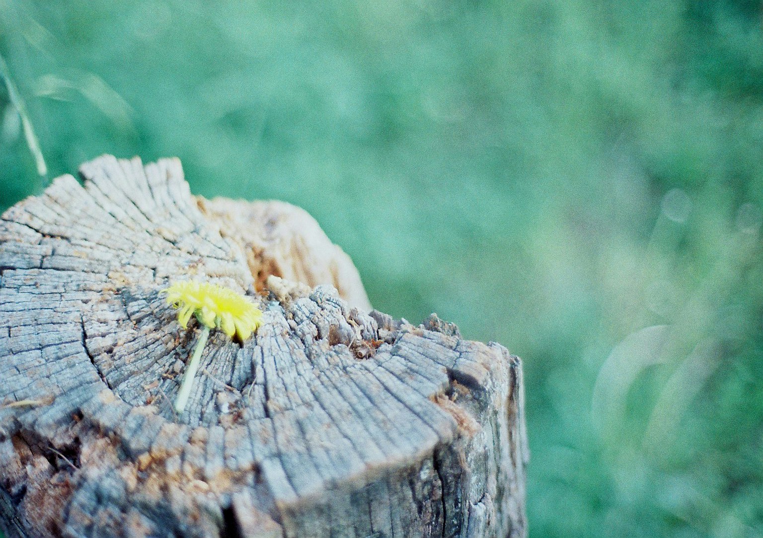 A yellow caterpillar on a wooden stump with a blurred green background
