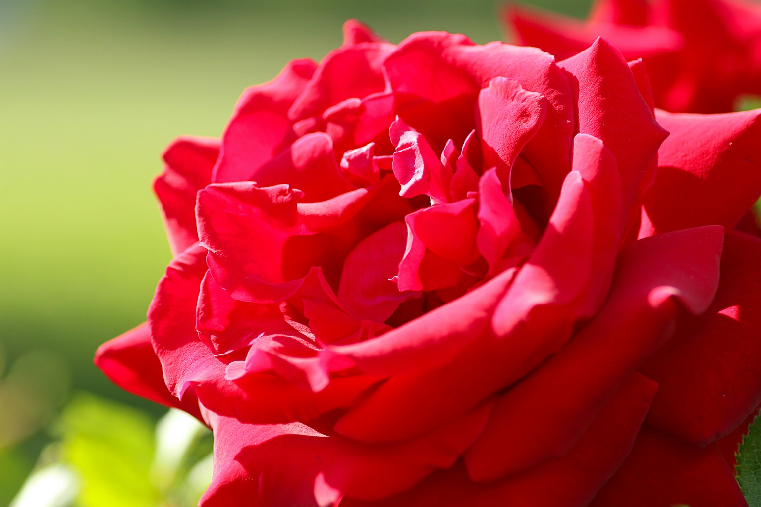 Close-up of vibrant red rose petals