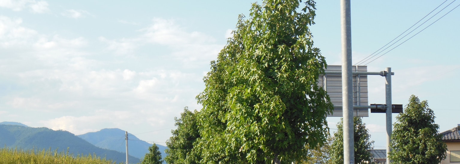 Paesaggio con alberi e montagne sotto un cielo blu