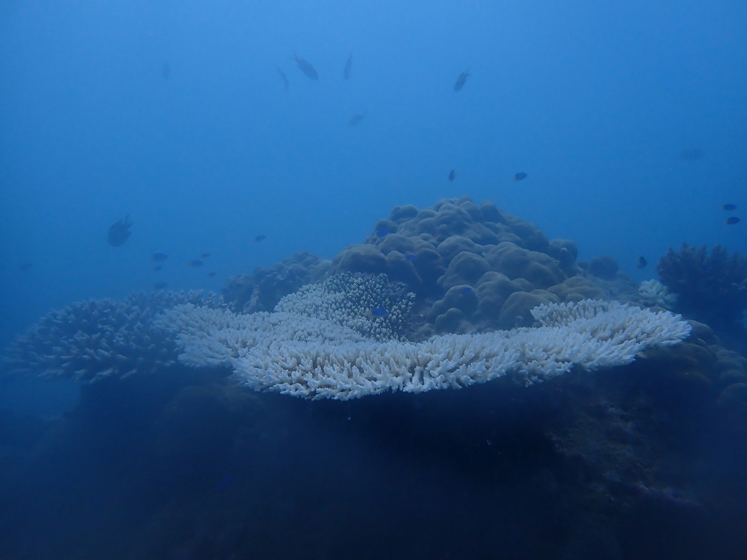 Scène sous-marine présentant un récif corallien avec des petits poissons nageant