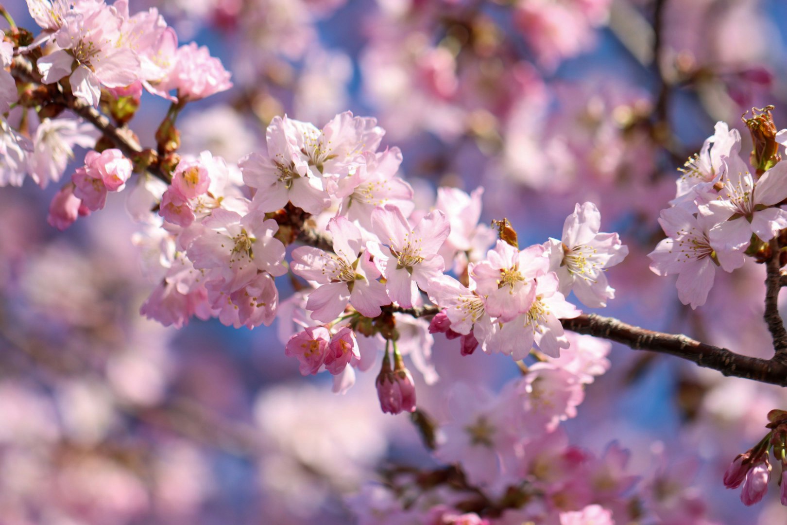 淡いピンクの桜の花が枝に咲く春の風景