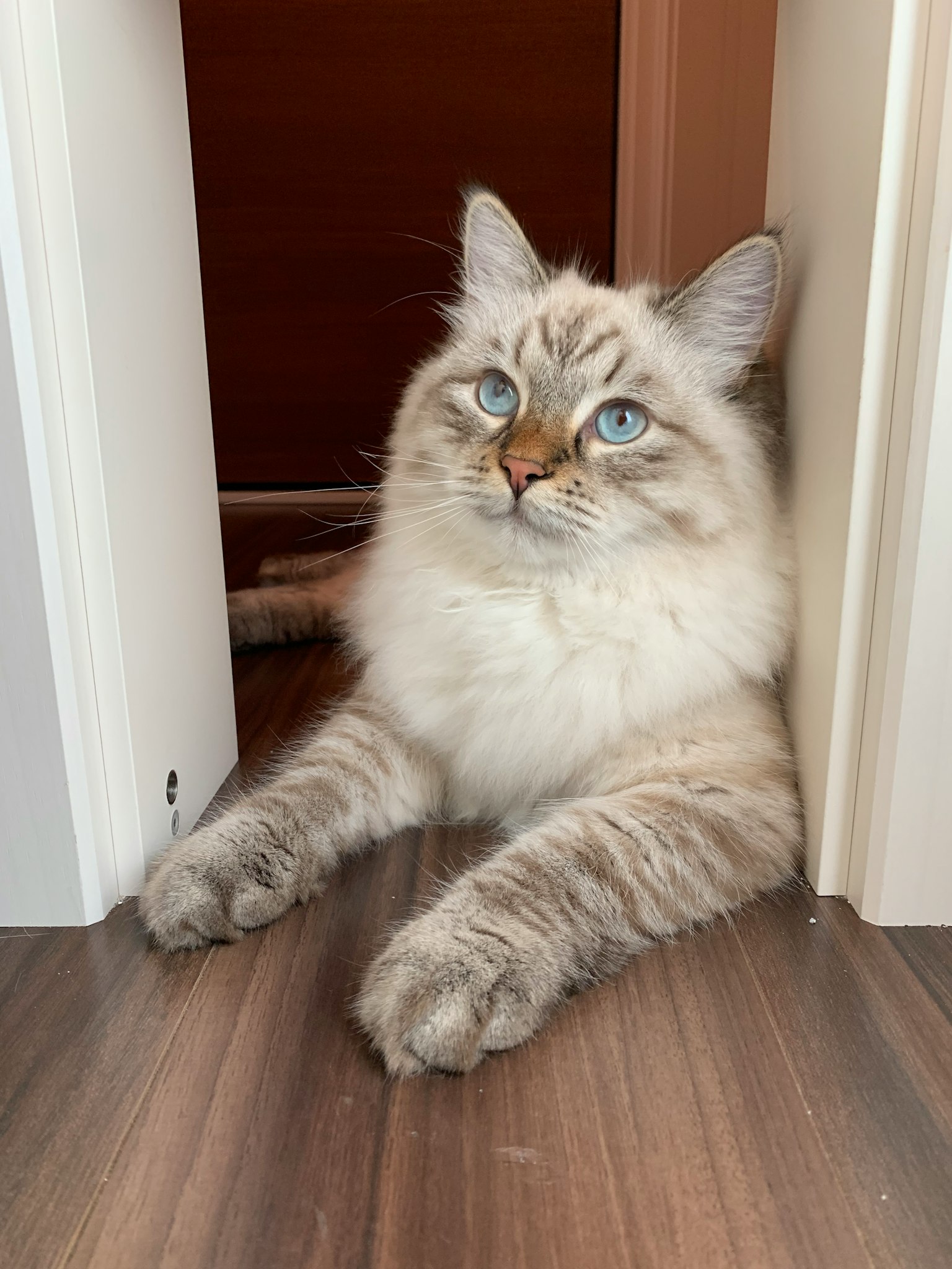毛茸茸的浅色猫躺在门框之间