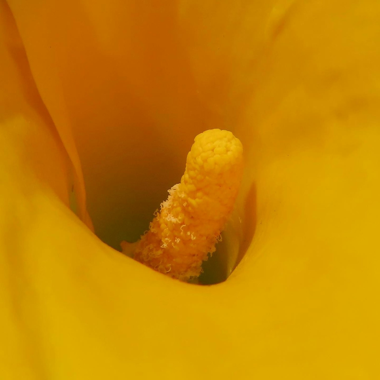Gros plan sur le centre d'une fleur jaune avec un étamine proéminente