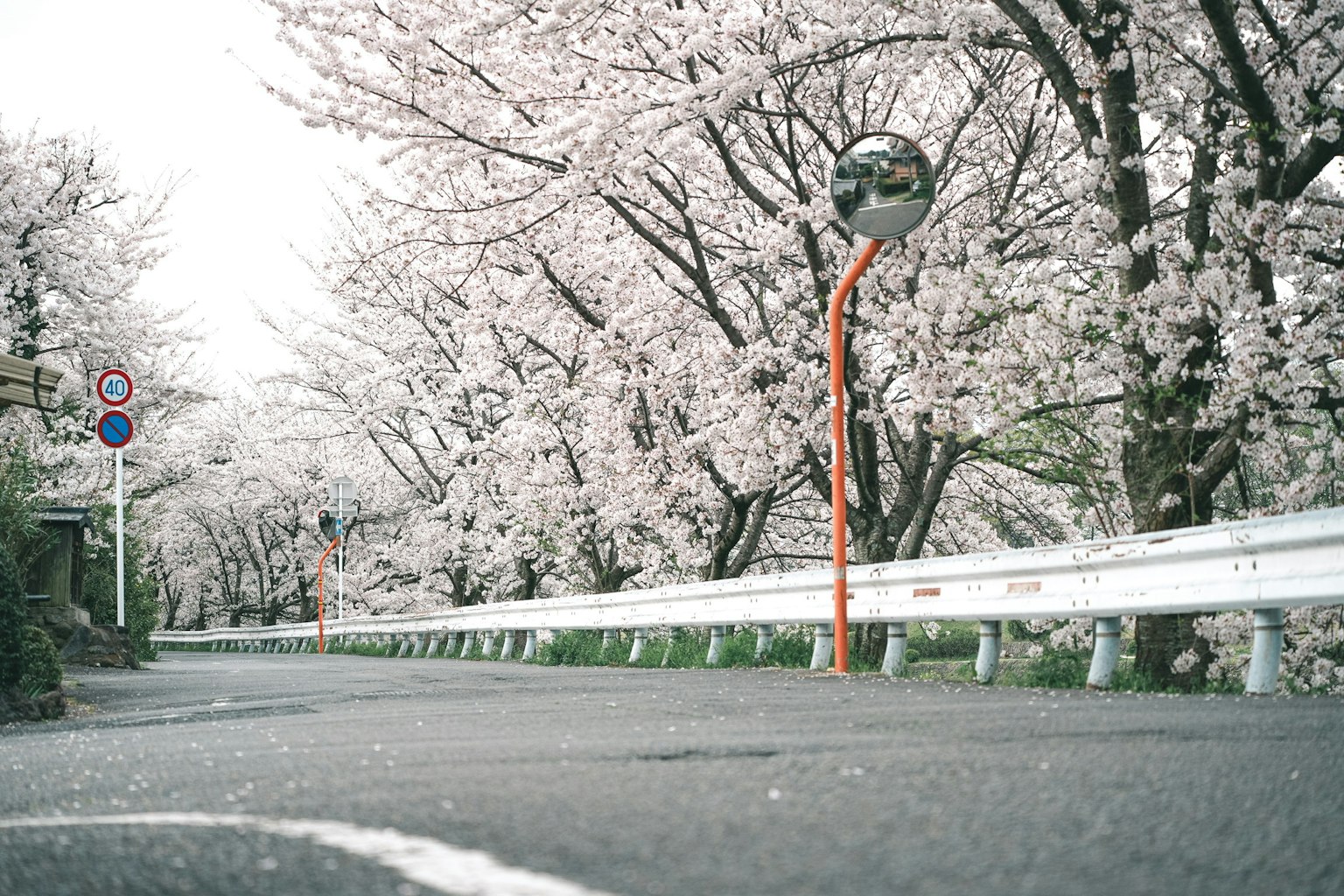 Cảnh quan đường phố có hàng cây anh đào với biển báo giao thông gương và hàng rào trắng