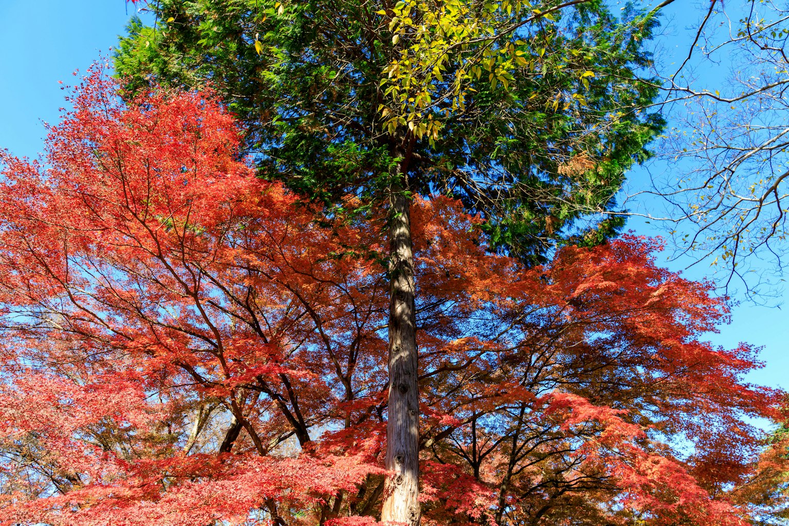 Arbre avec des feuilles rouges et vertes vives sous un ciel bleu clair