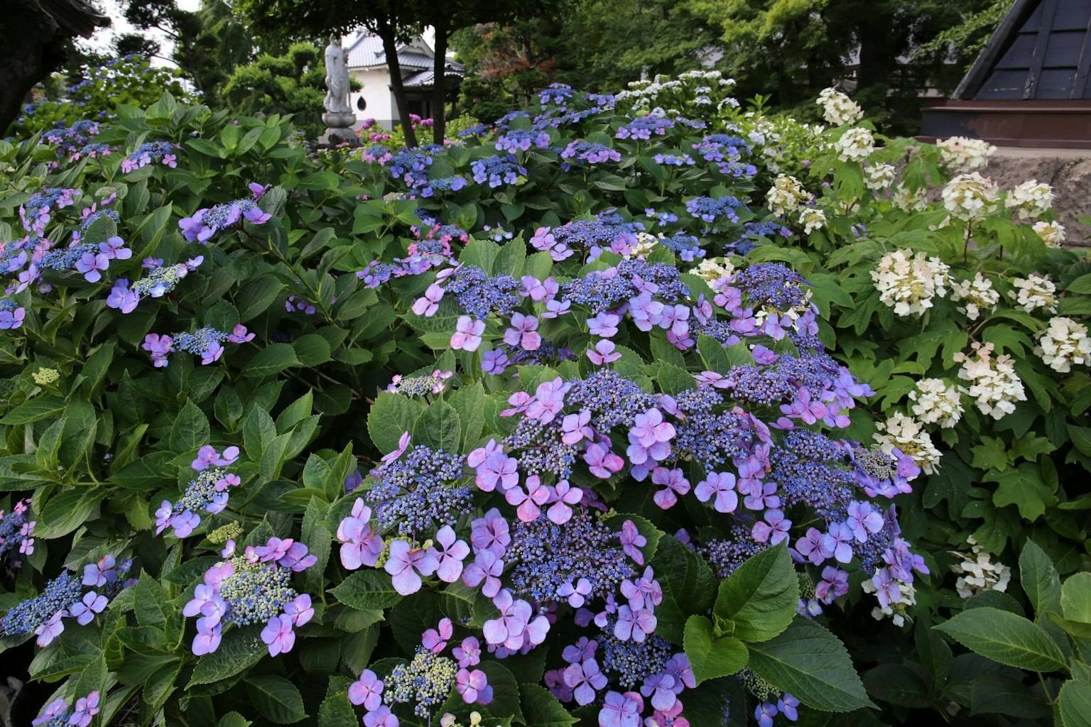 Vibranti gruppi di fiori blu-viola e bianchi