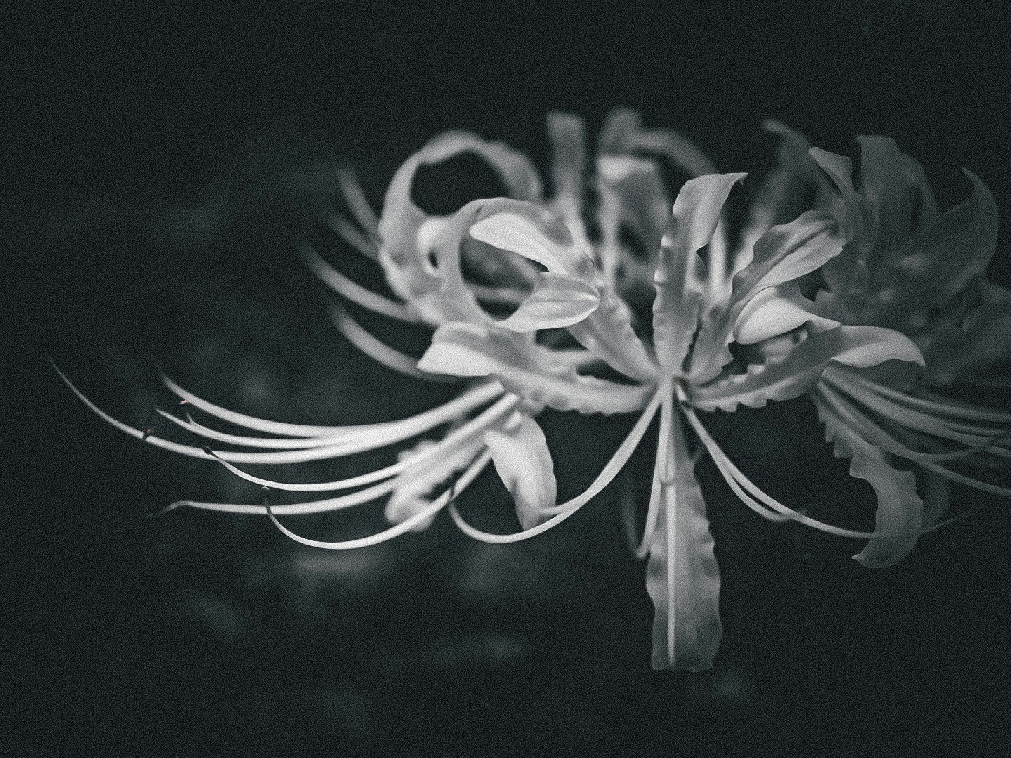 Cận cảnh hoa lycoris (higanbana) đen trắng