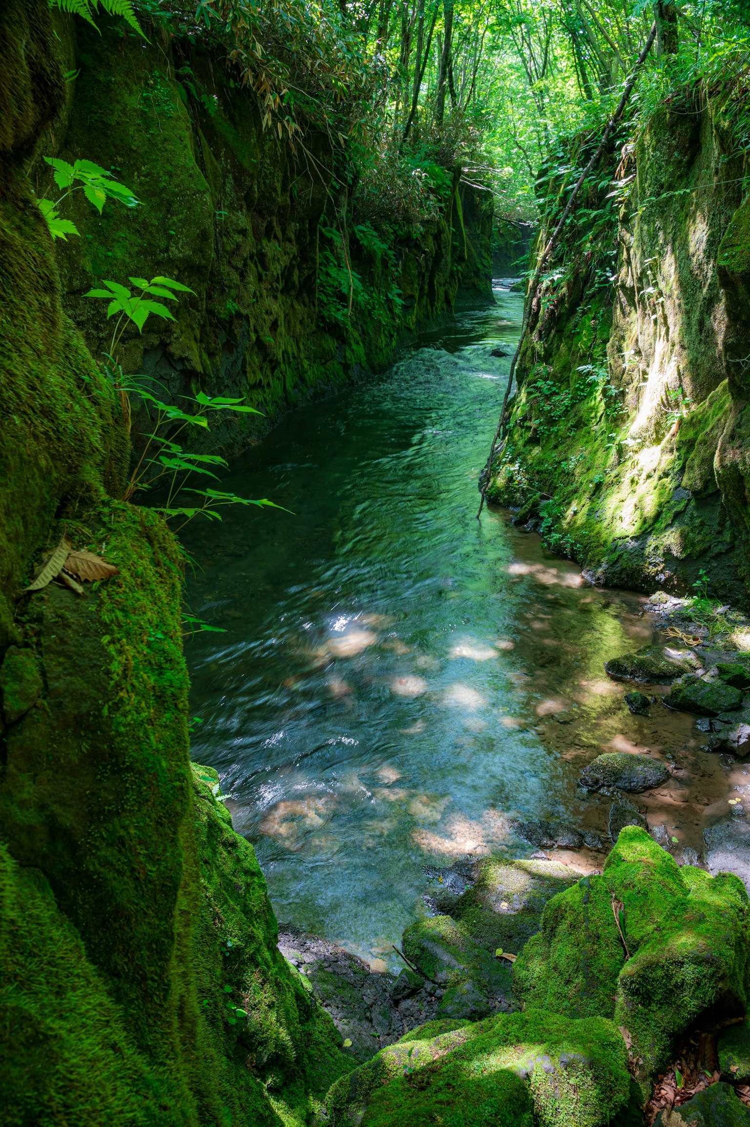 Canyon verdoyant avec un ruisseau et des rochers couverts de mousse