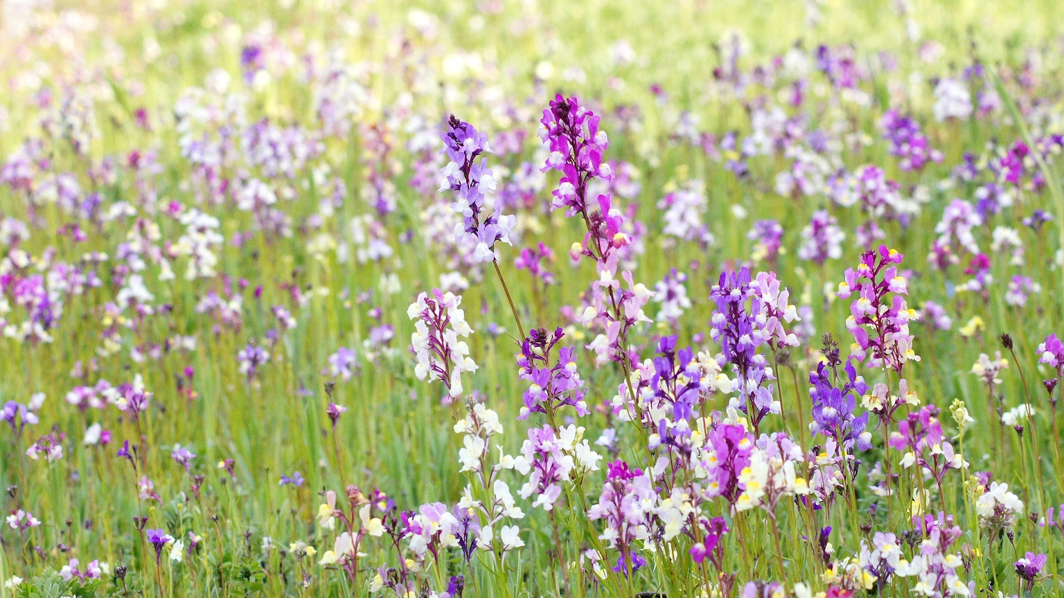 Ampio prato pieno di fiori colorati in fiore
