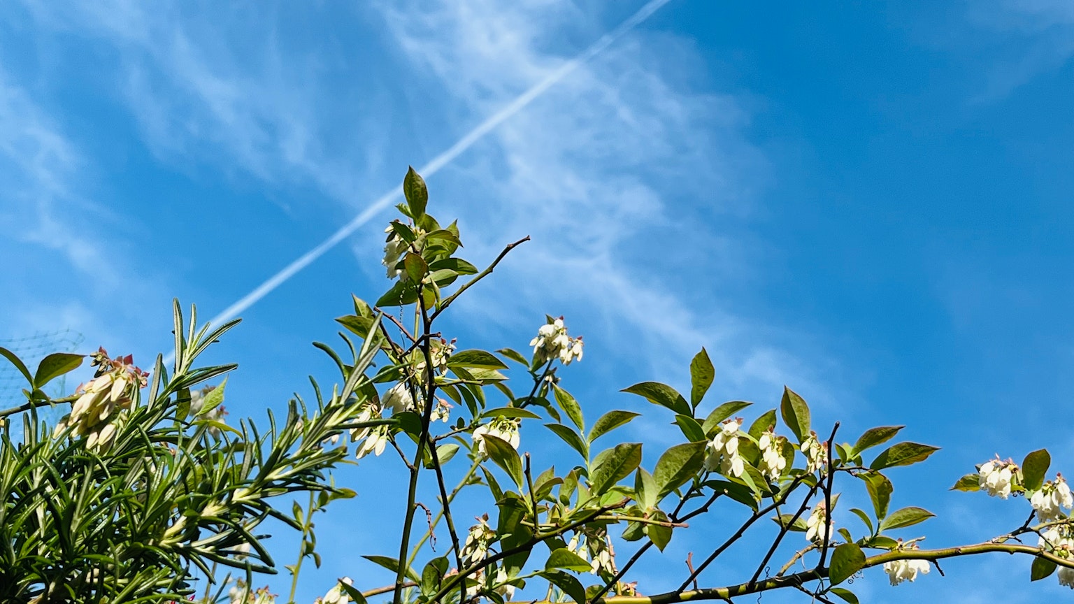 Äste mit weißen Blumen vor blauem Himmel und Wolken