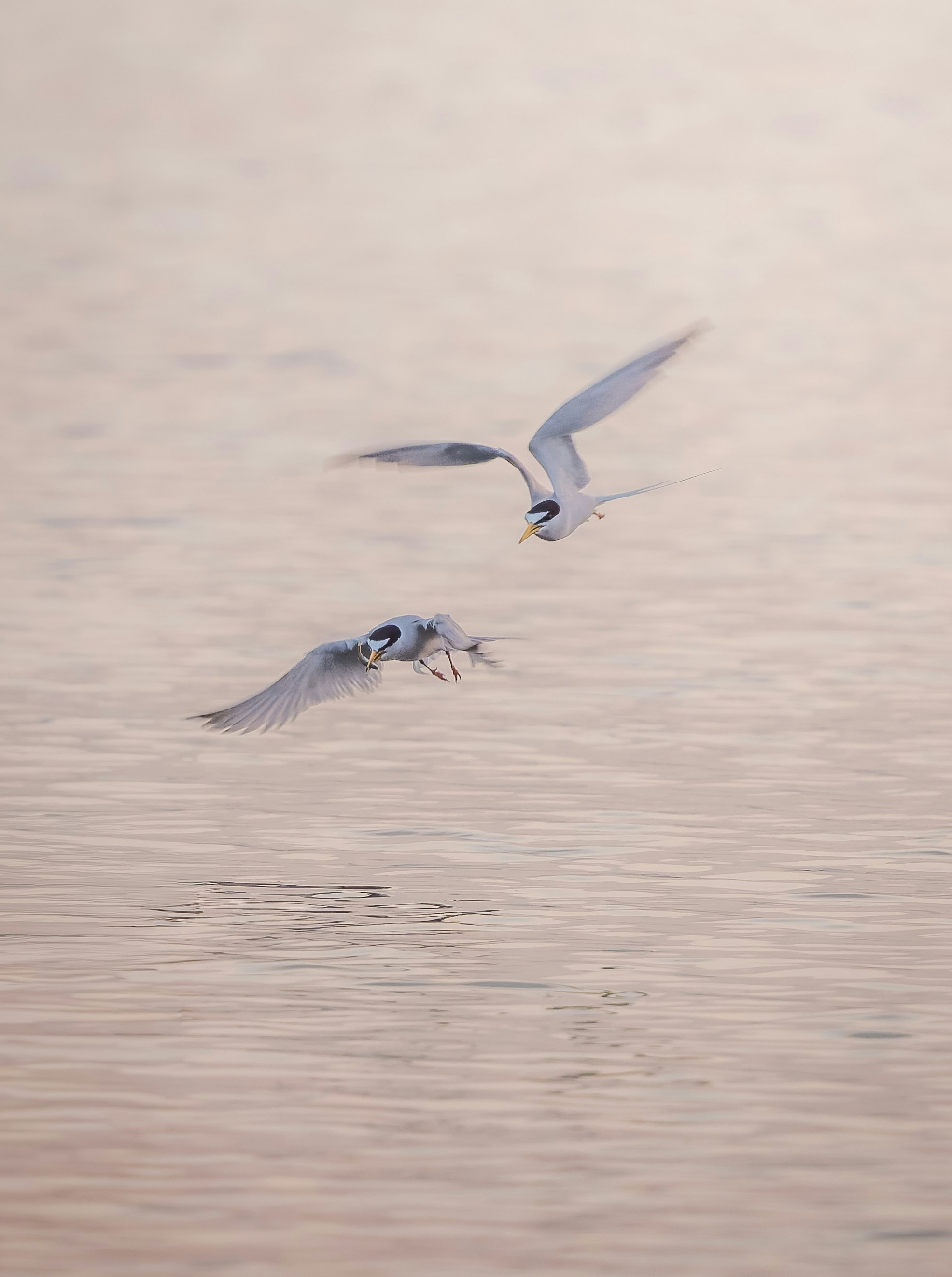 砂浜を飛ぶカモメと水面近くの小鳥