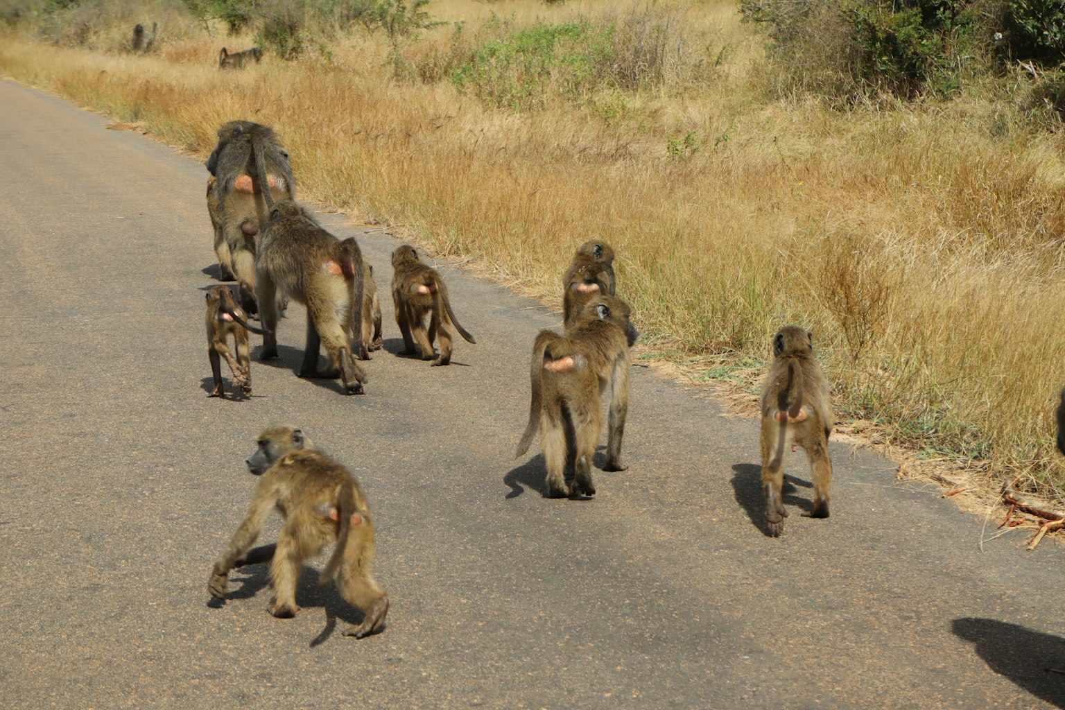 Un grupo de babuinos caminando por una carretera con praderas circundantes
