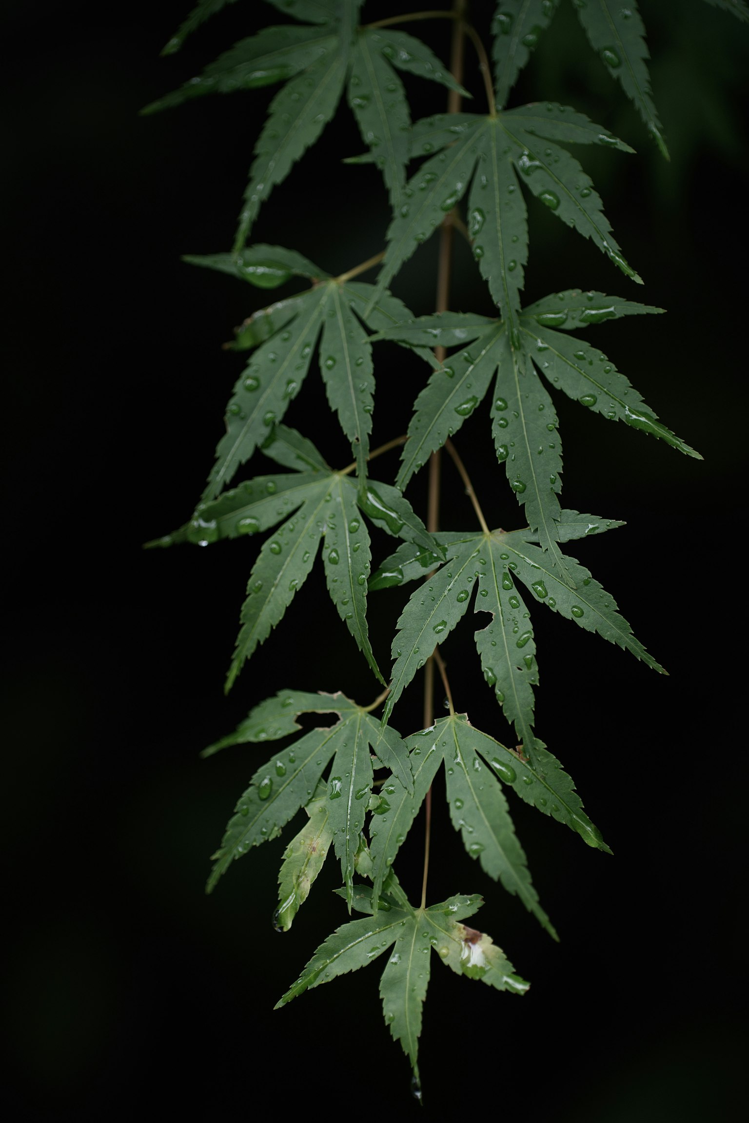 Hojas verdes colgando sobre un fondo oscuro