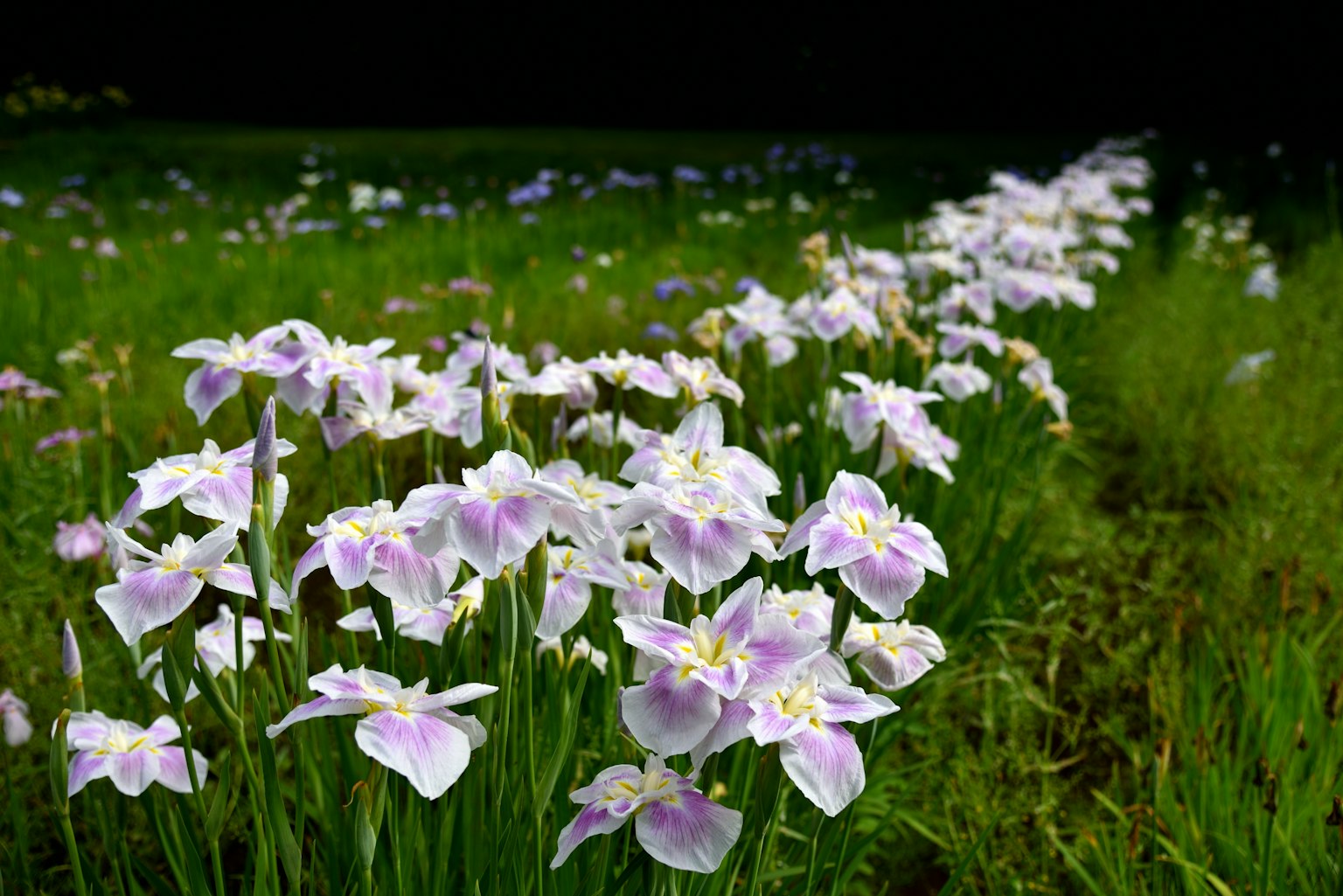 Feld mit lila und weißen Blumen blüht in einer grünen Wiese