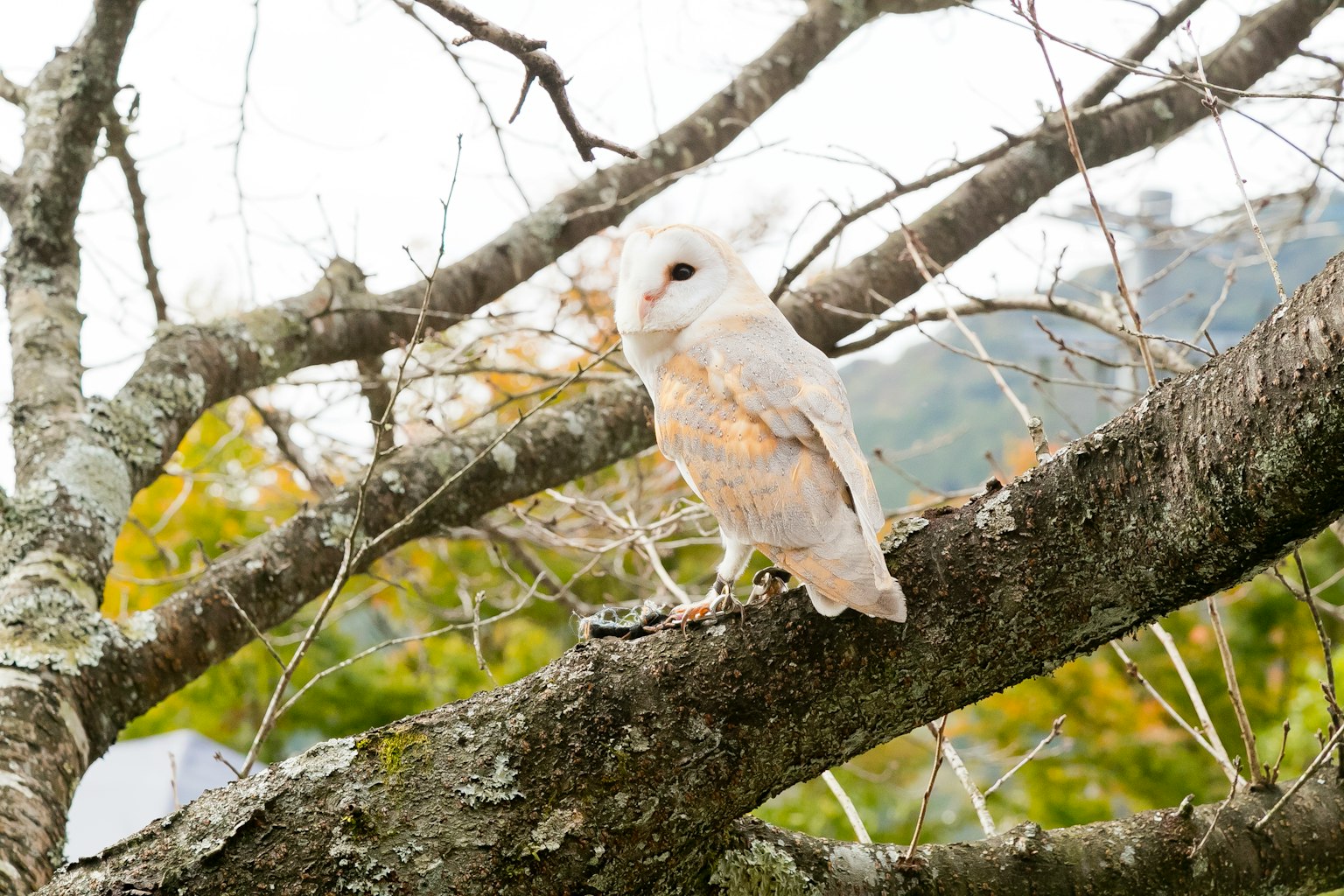 Un hibou perché sur une branche d'arbre