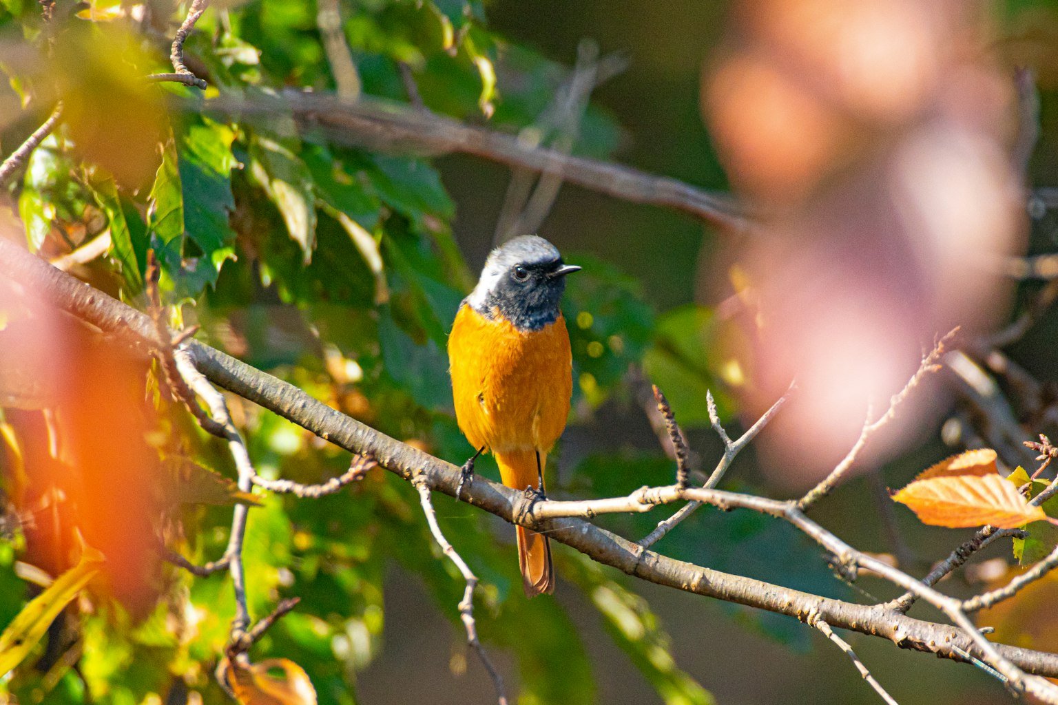 Ein kleiner Vogel mit leuchtend orangefarbenen Federn, der auf einem Ast sitzt