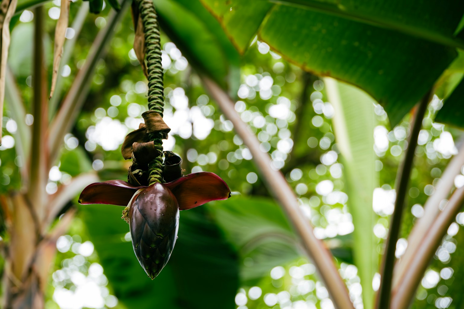 Un fiore di banana appeso tra foglie verdi lussureggianti