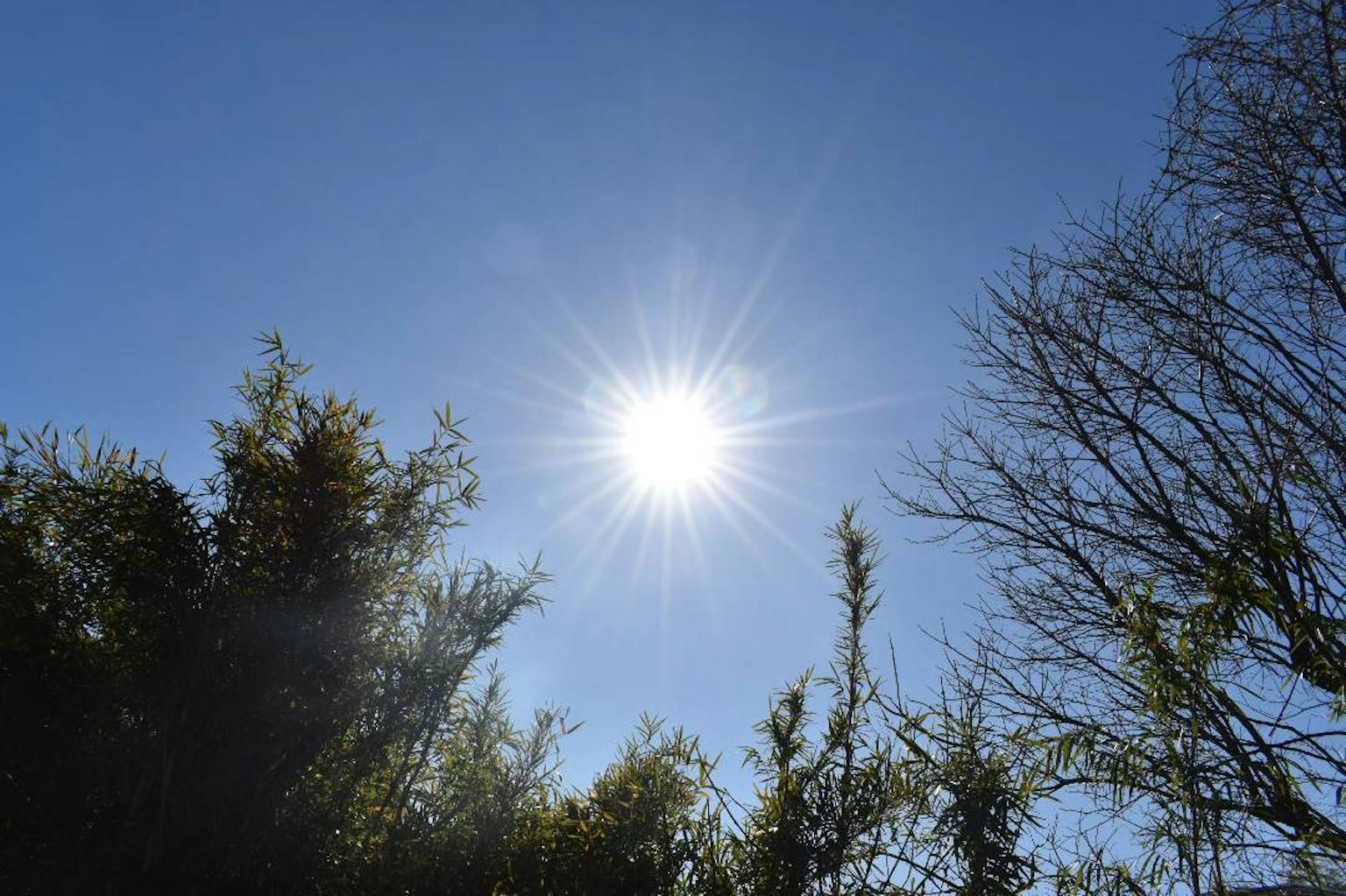 Sole luminoso in un cielo blu chiaro con alberi circostanti