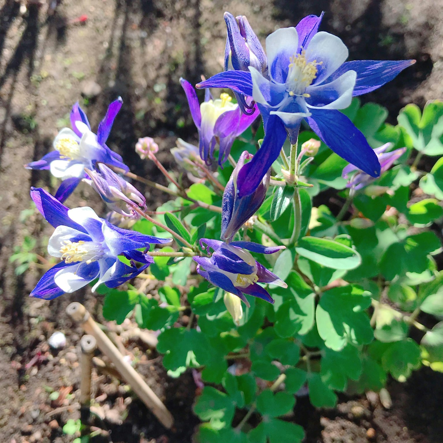 Bunga columbine biru dan putih yang indah mekar