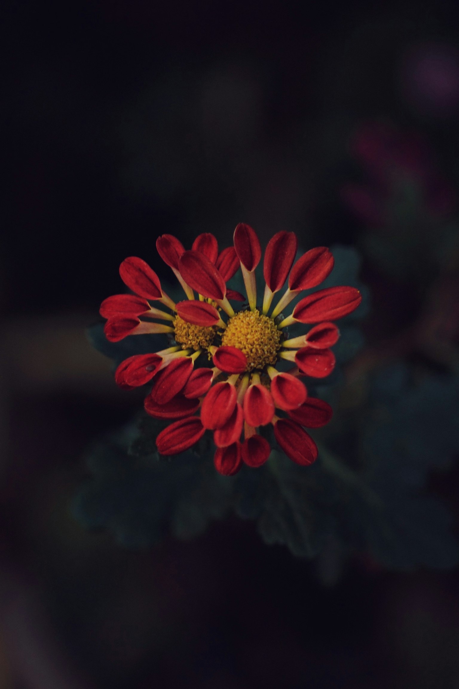特写红色和黄色花瓣的花