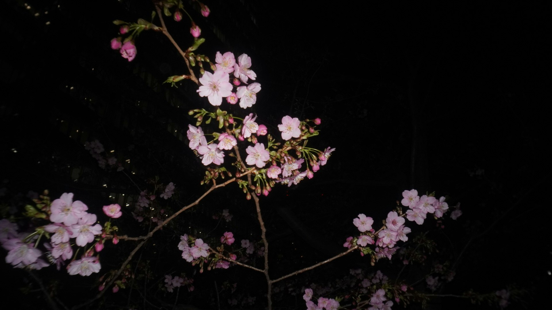 夜空に浮かぶ桜の枝先の花