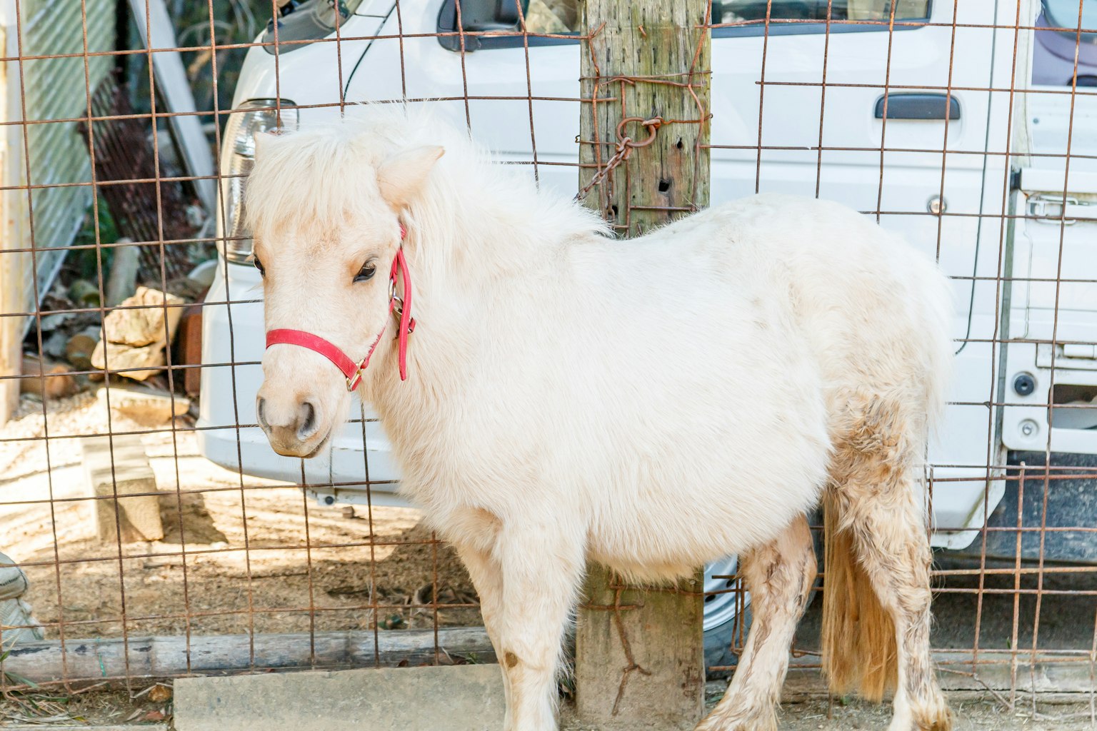 Un poney blanc avec un harnais rouge se tenant devant une clôture