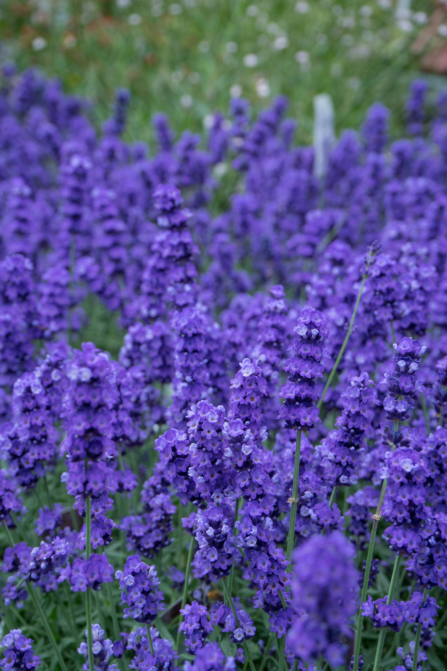Campo de flores de lavanda moradas en flor