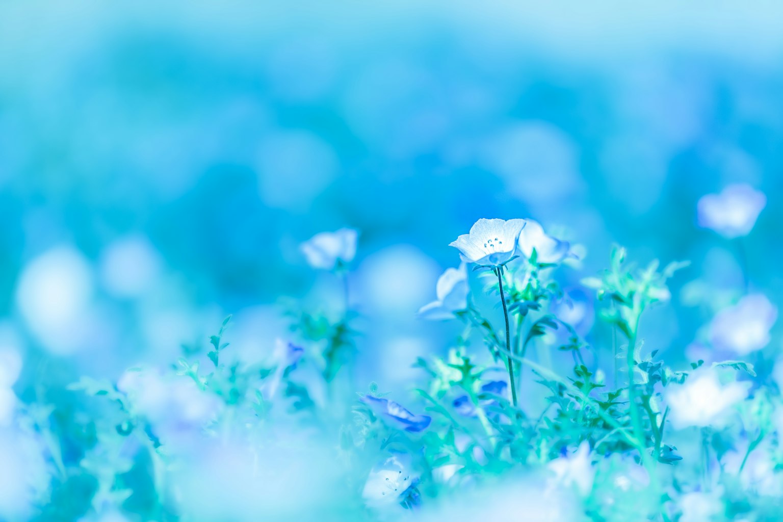 Soft focus field of blue flowers with delicate blooms