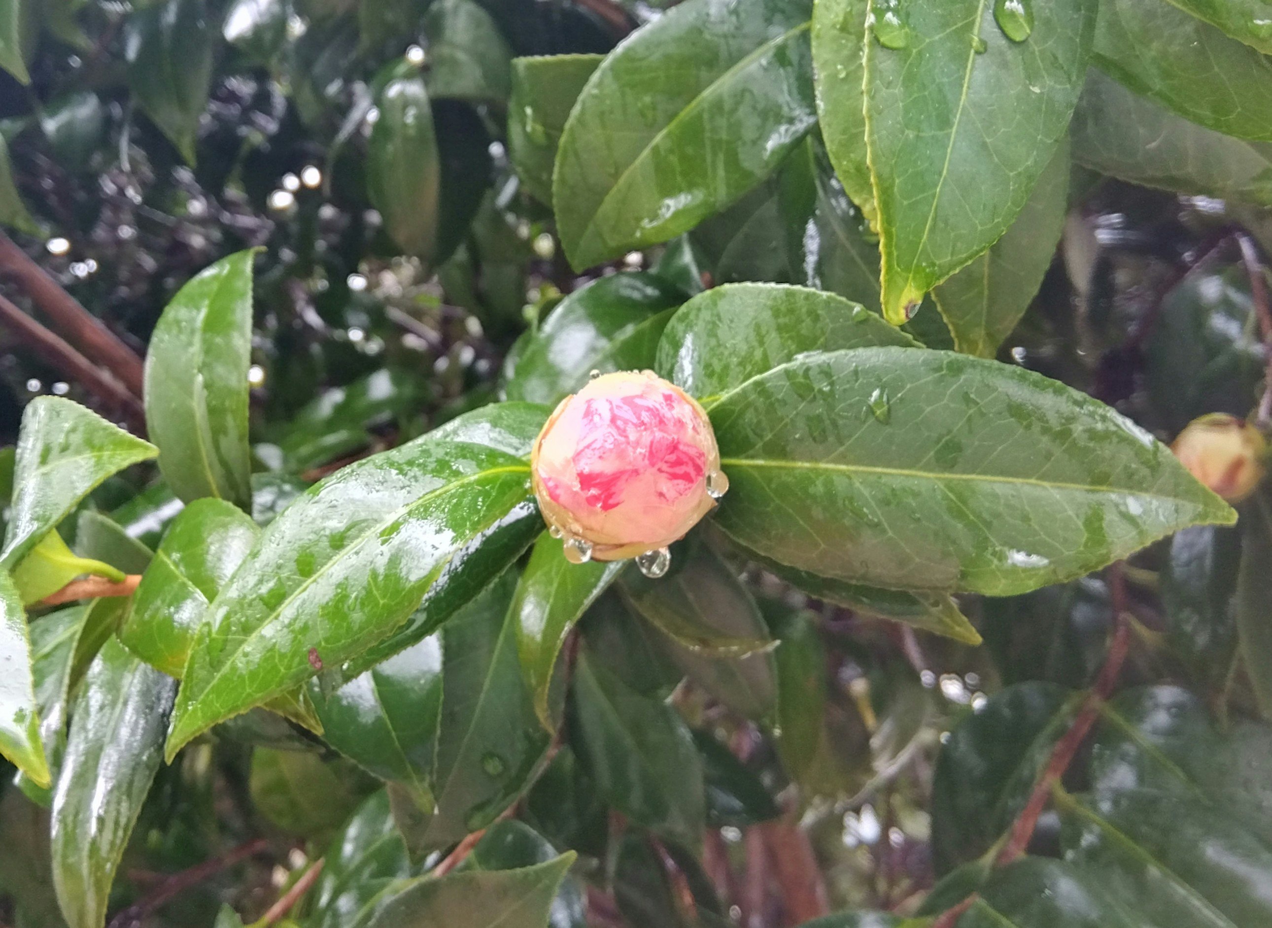 椿の蕾に雫がついた葉のクローズアップ