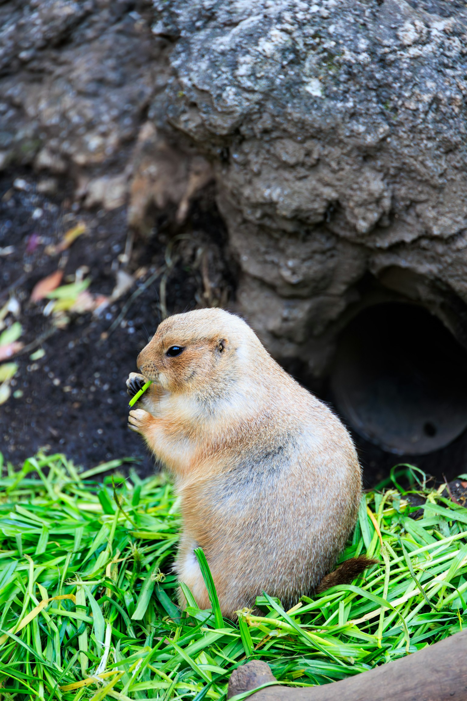 Ein Präriehunde, der Gras nahe seinem Bau frisst