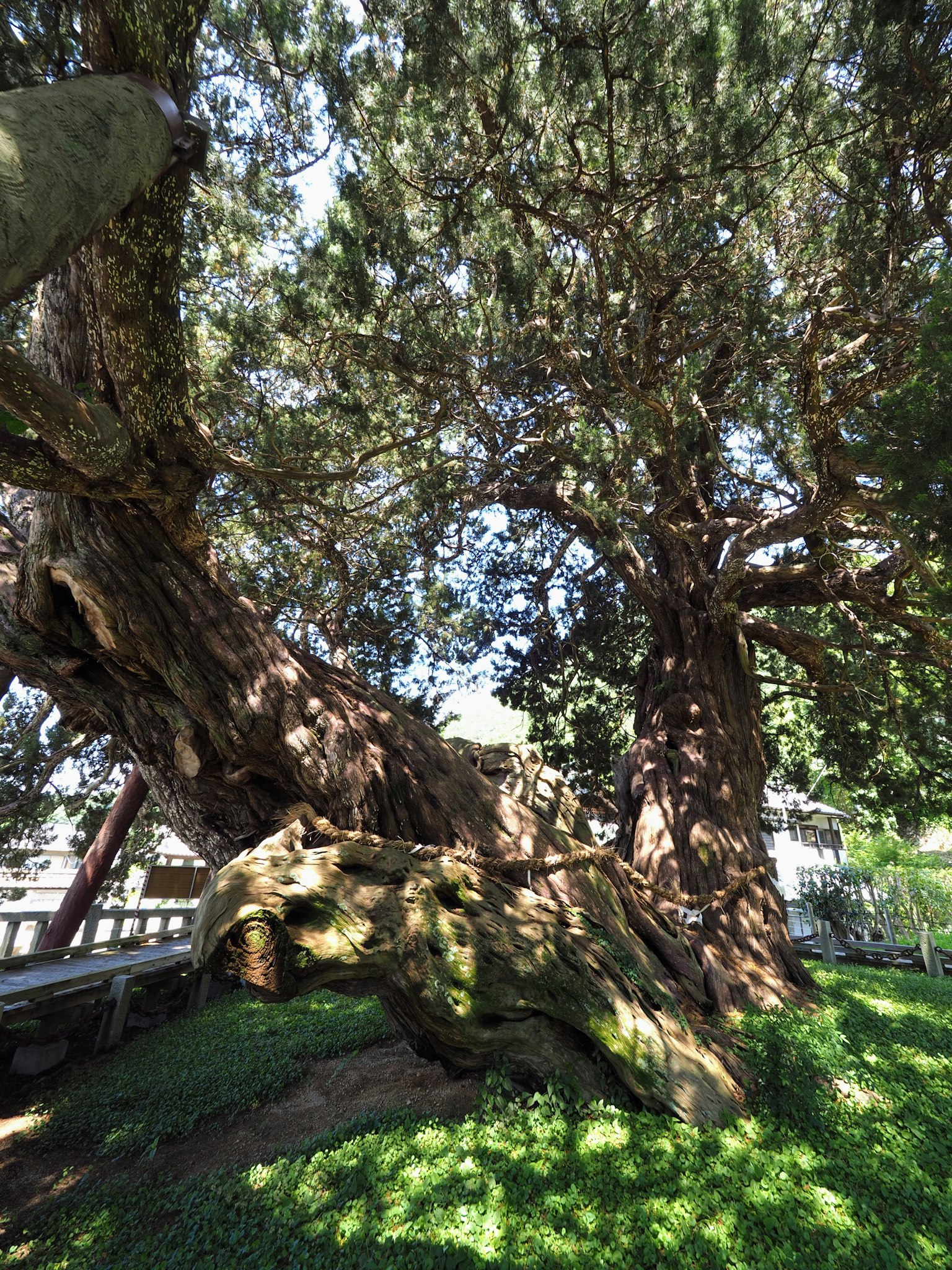 Grande albero antico che si erge nell'erba verde