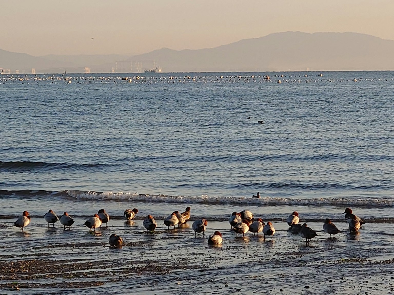 A group of seagulls gathered on the shore with sunset light reflecting on the water