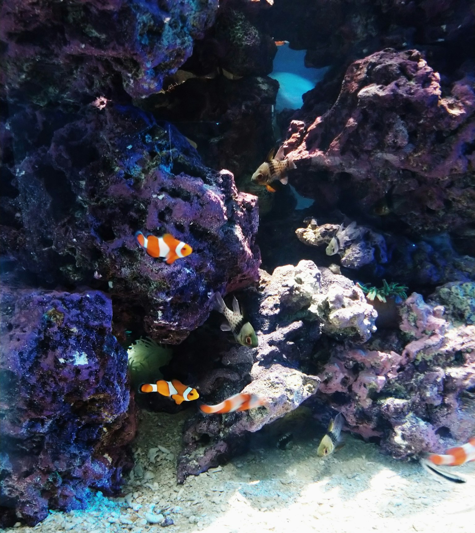 色とりどりのサンゴ礁の中にいるクマノミの群れ