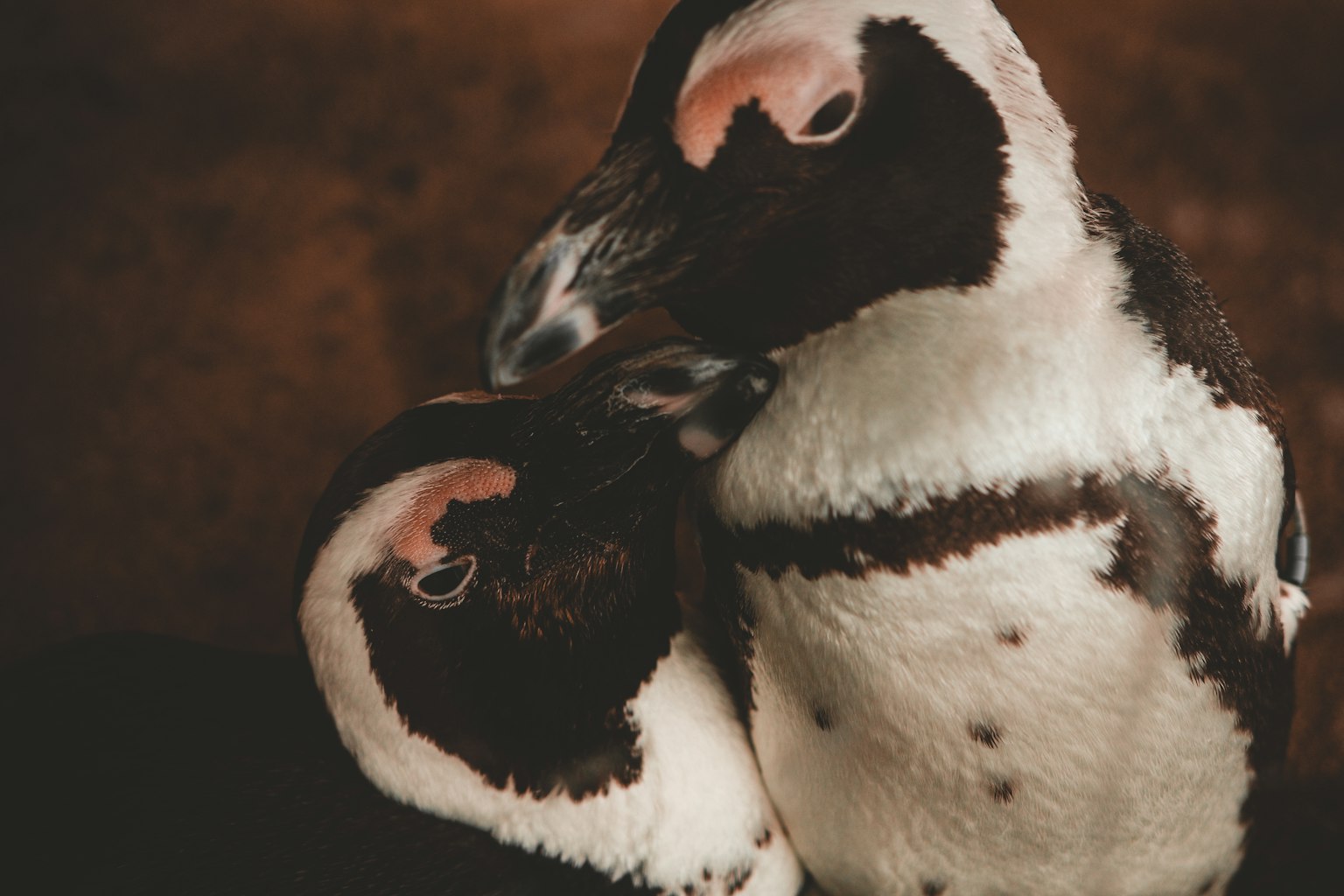 Due pinguini si abbracciano strettamente