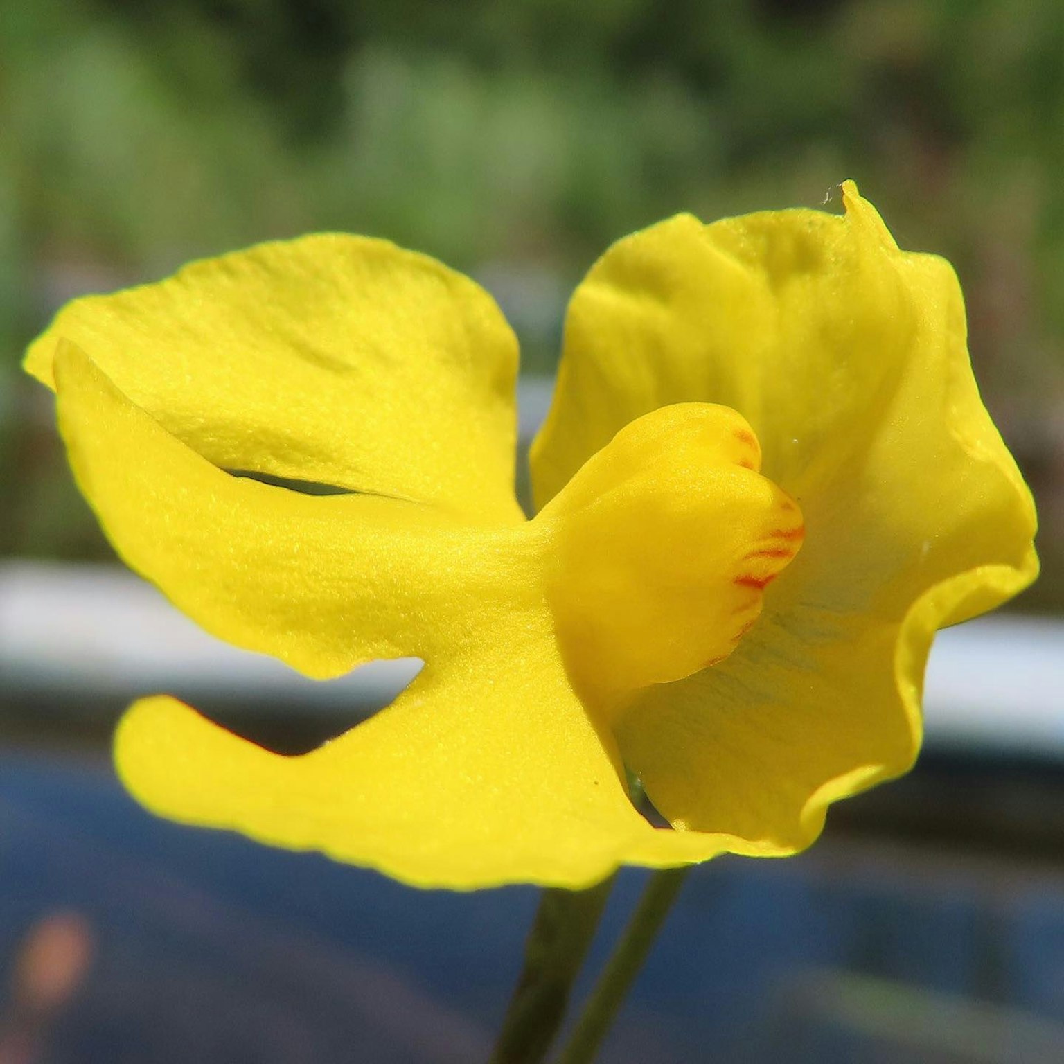 Eine lebendige gelbe Blume in voller Blüte